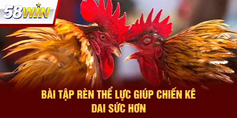 Kỹ Thuật Chăm Gà Chọi
