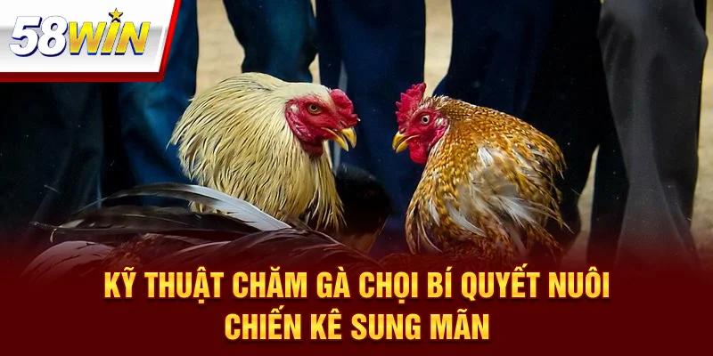 Kỹ Thuật Chăm Gà Chọi